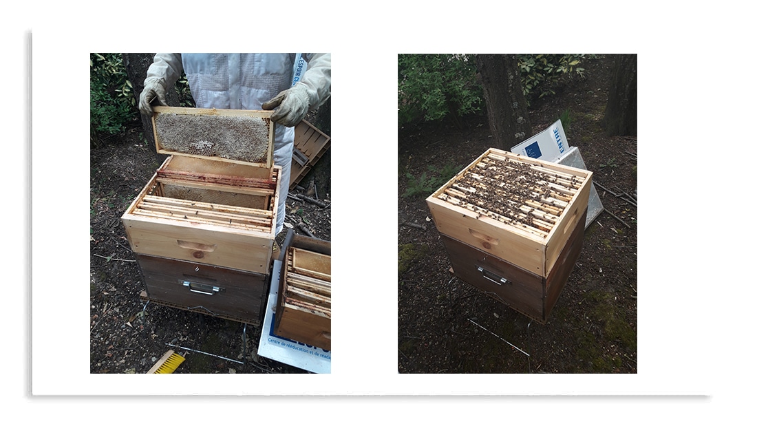 apiculture centre l'espoir