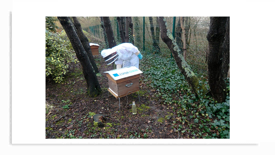 abeilles espoir