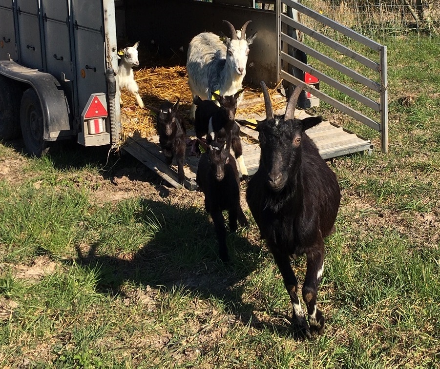 chevres