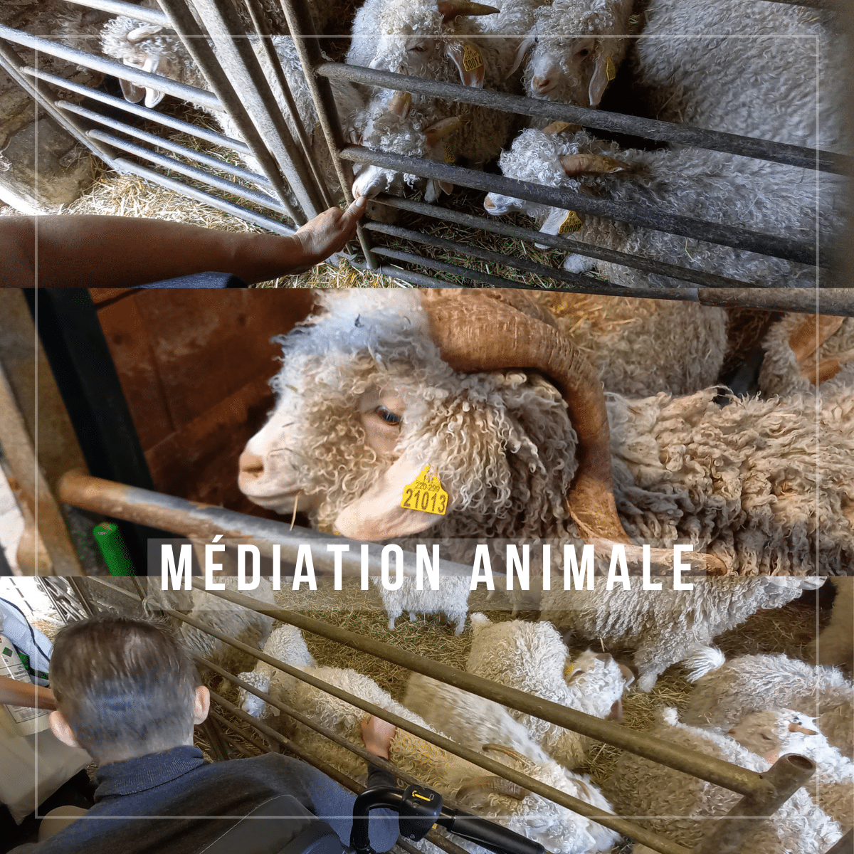Médiation animale